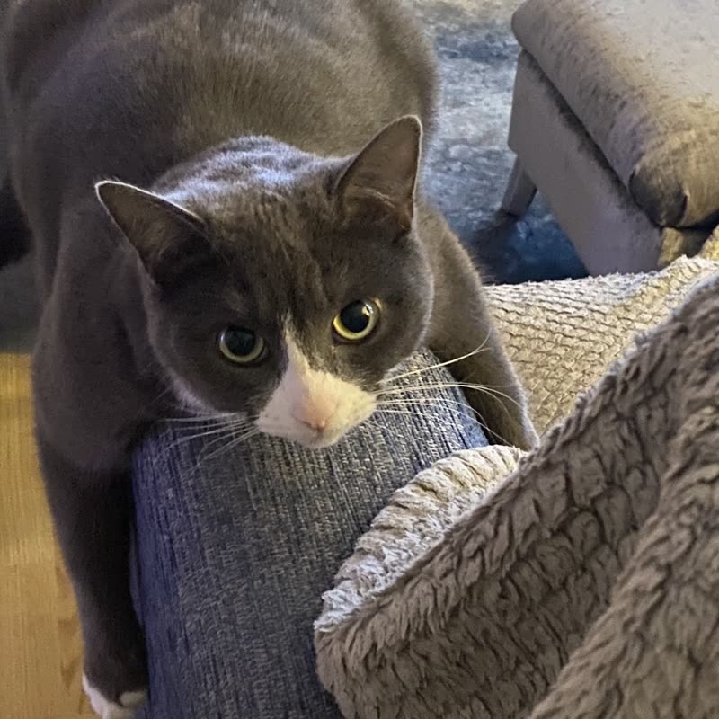 A grey-and-white cat perched on a carpeted cat tree in the cattery
