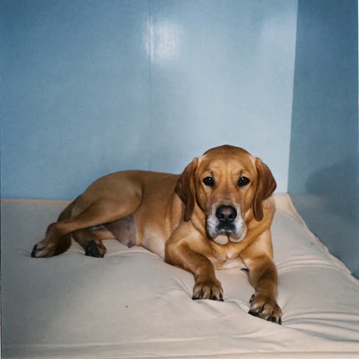A dog resting quietly in a boarding kennel bed