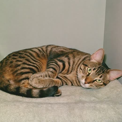 A cat settled on a blanket in a cattery pen