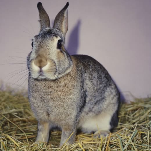 A rabbit sitting on clean bedding